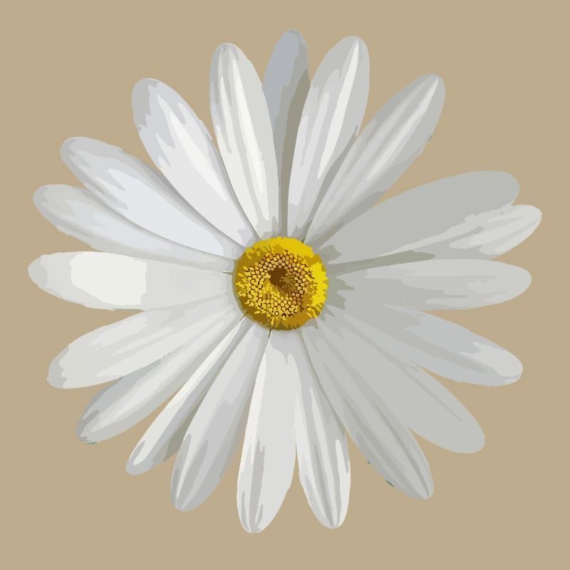 Gänseblümchen