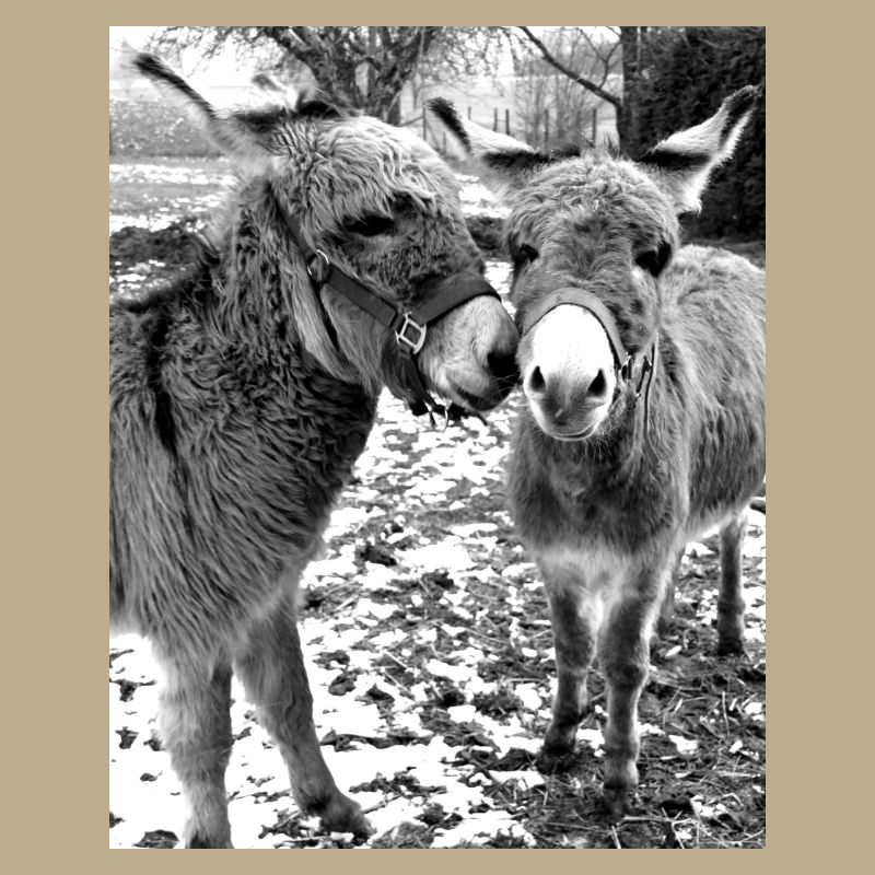 Two donkeys