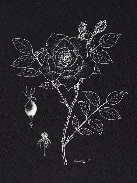 Rose Botanical Plate