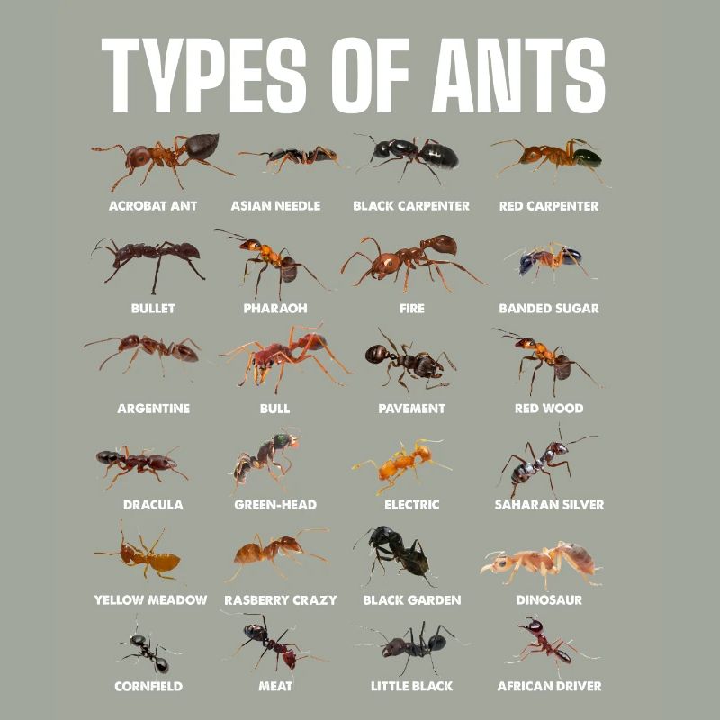 Types de fourmis pour les amateurs de fourmis