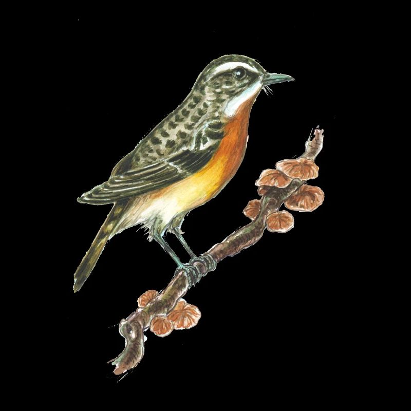 Braunkehlchen / Vogel / Pilze