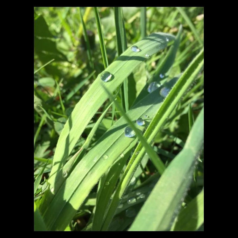 Raindrop