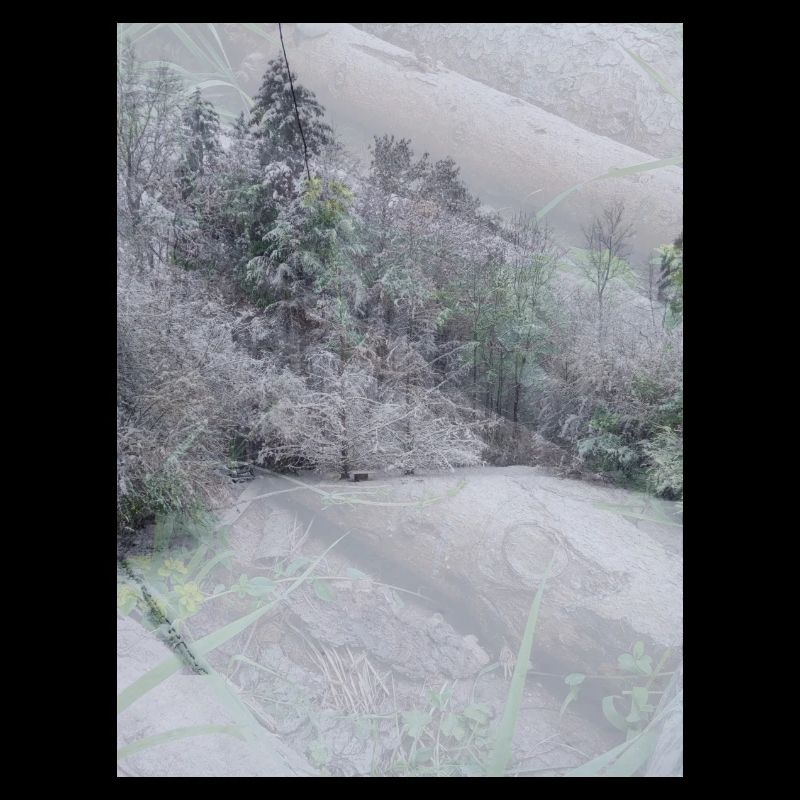 Paysage de neige sur troncs d’arbres