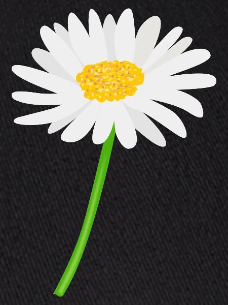 Blume Gänseblümchen mit Stiel