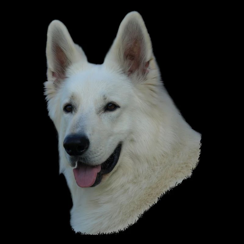 White German Shepherd head