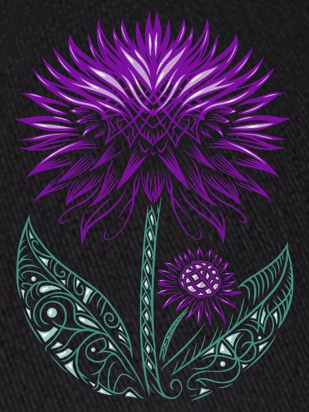 Distel lila Thistle