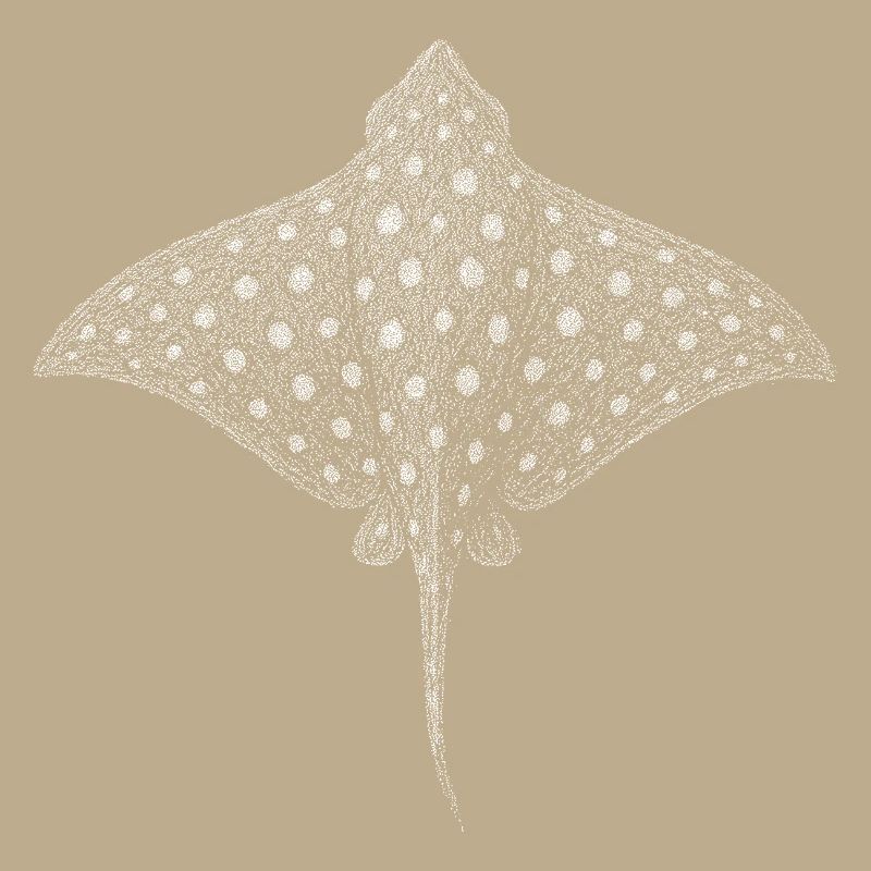Spotted Eagle Ray