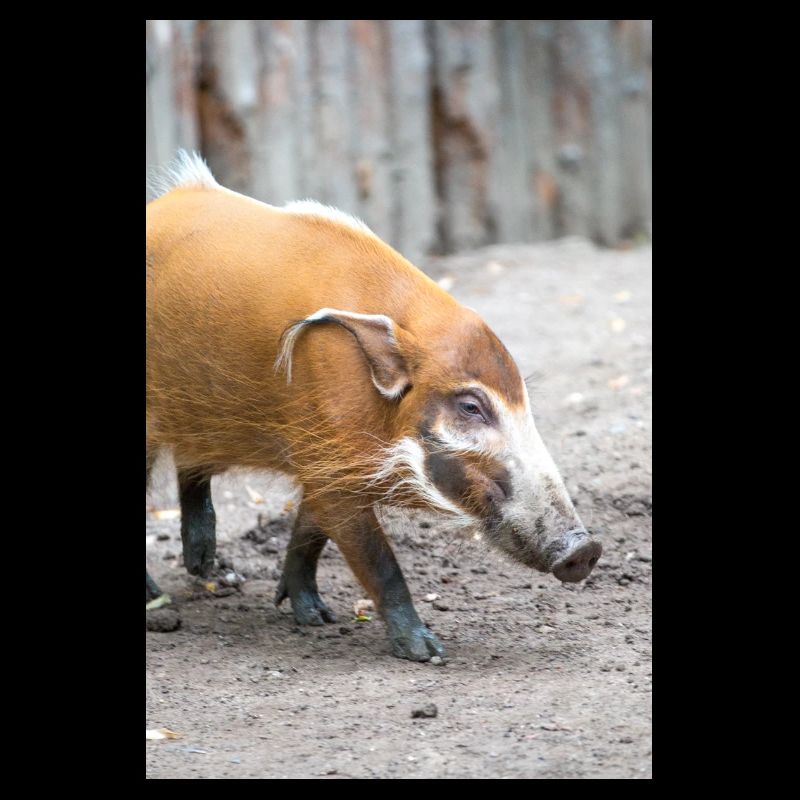 bush pig or red river hog Pinselohrschwein