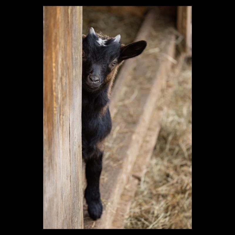 Qu’est-ce que tu guggs ?