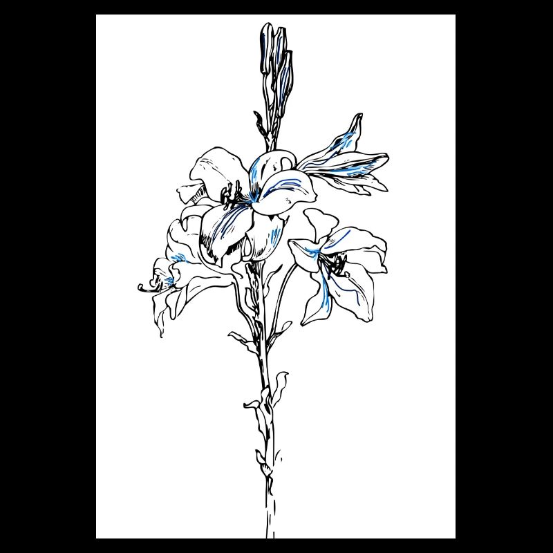 Lys bleus