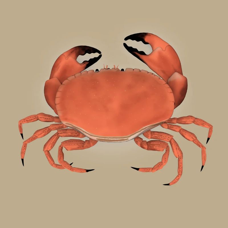 krabbe