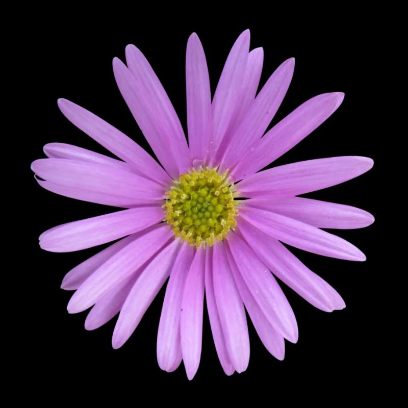 Flower de