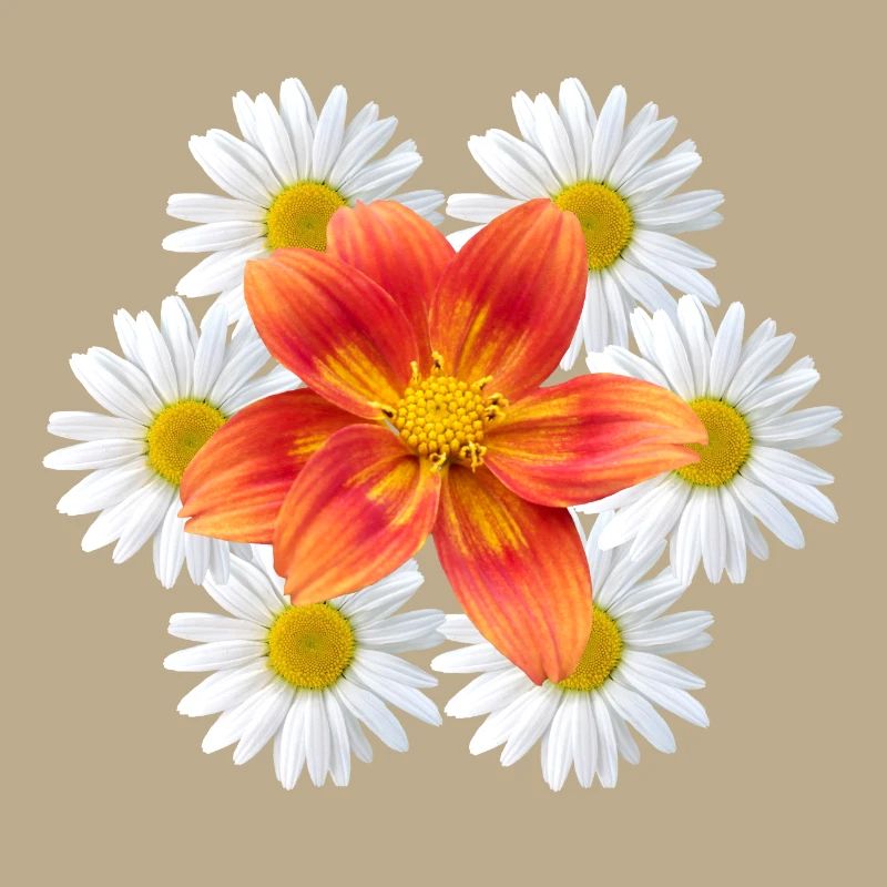 Margeriten mit oranger Blüte Gänseblümchen Blume