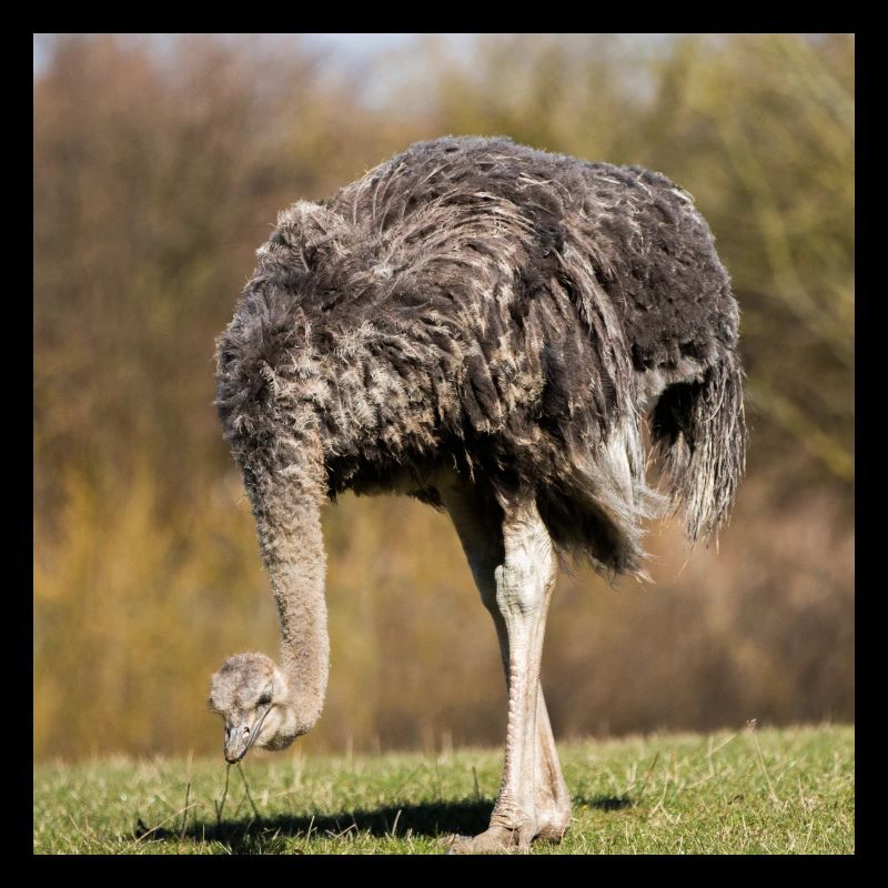 African ostrich (Afrikanischer Strauß)
