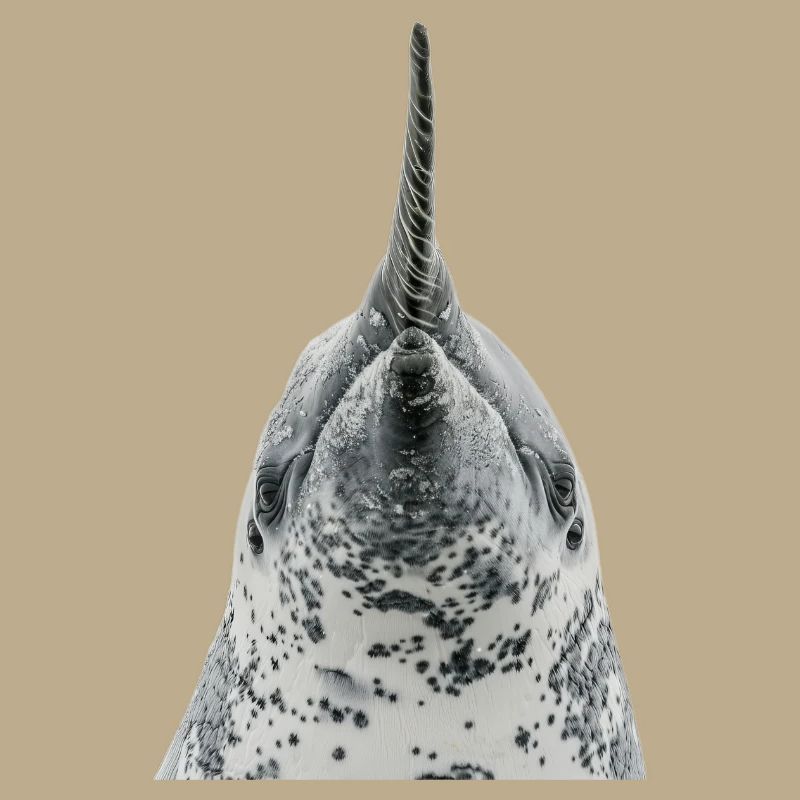 Narwal