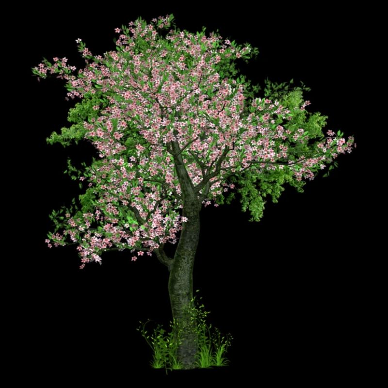 Baum im Frühling