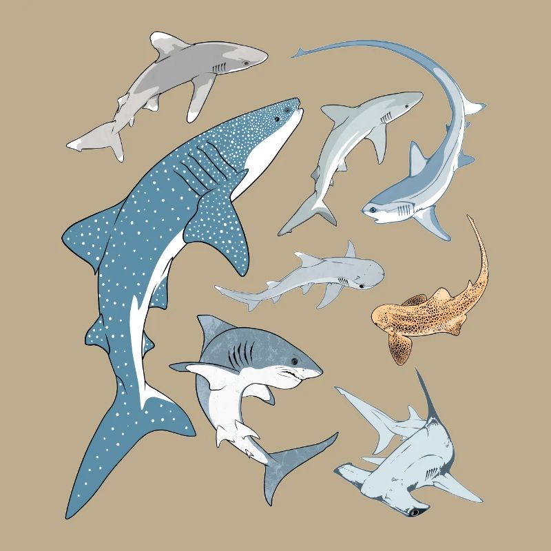 Types de requins Espèces de requins