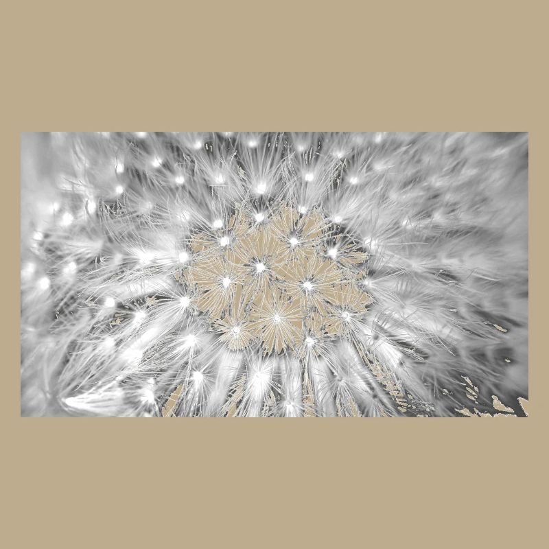 Pusteblume, A731876