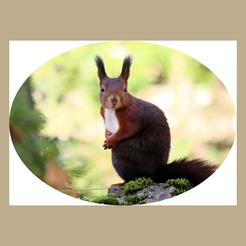 Eichhörnchen, Isibat