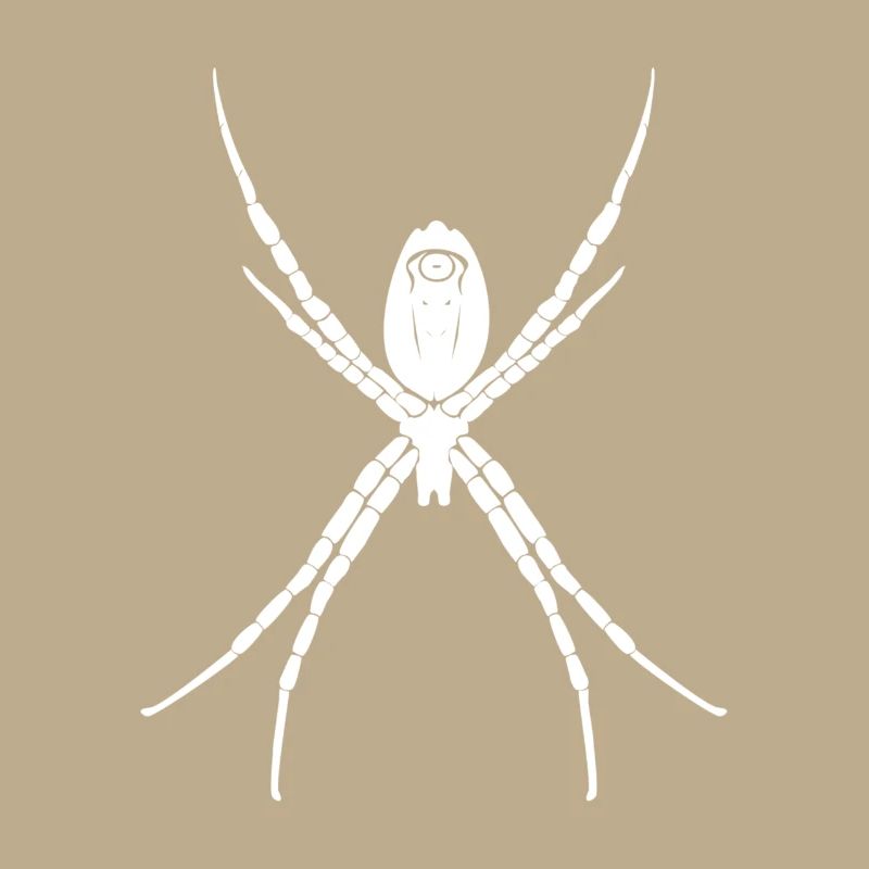 spider