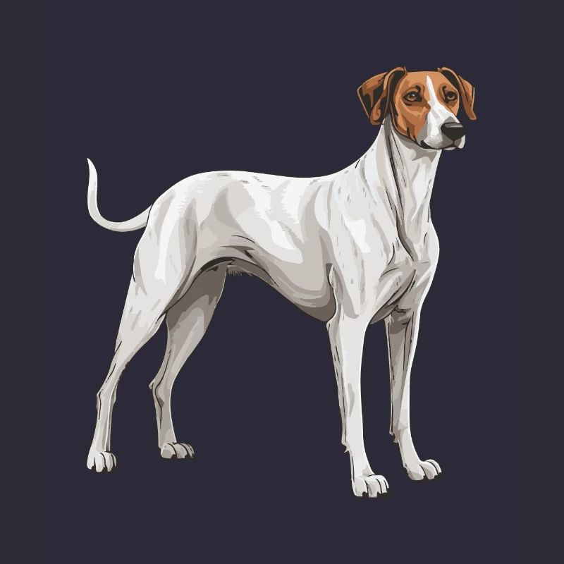 Greyhound Dog