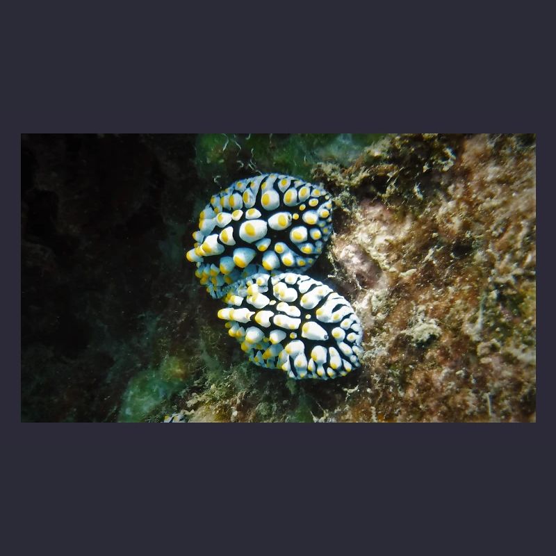 NACKTSCHNECKE