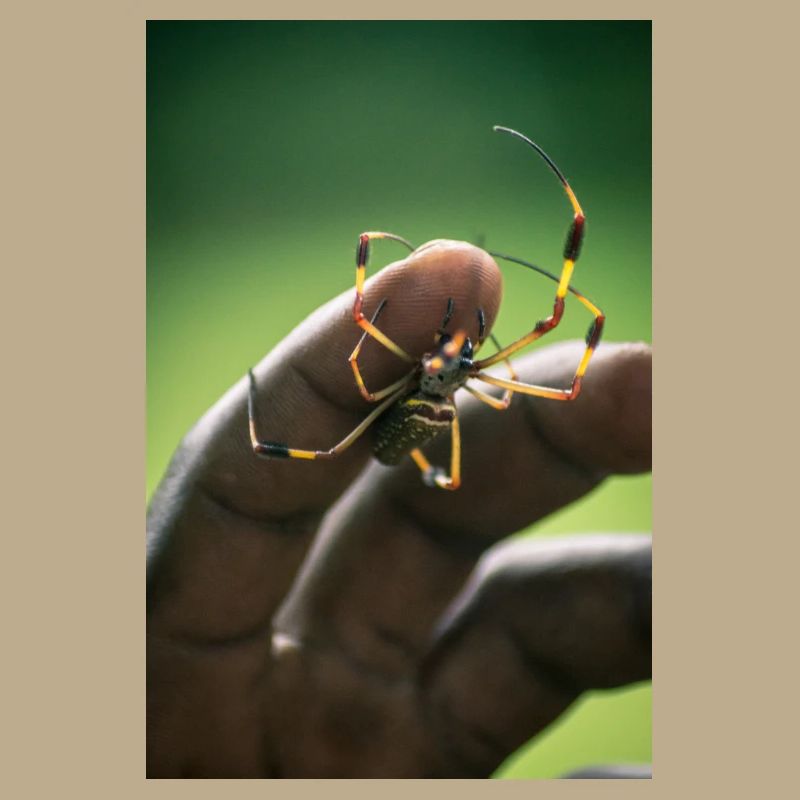 Spinne