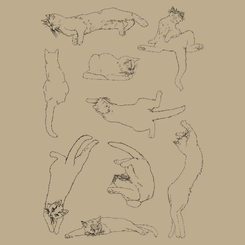 Anatomie der Katze