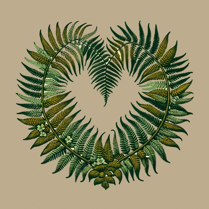 Ferns
