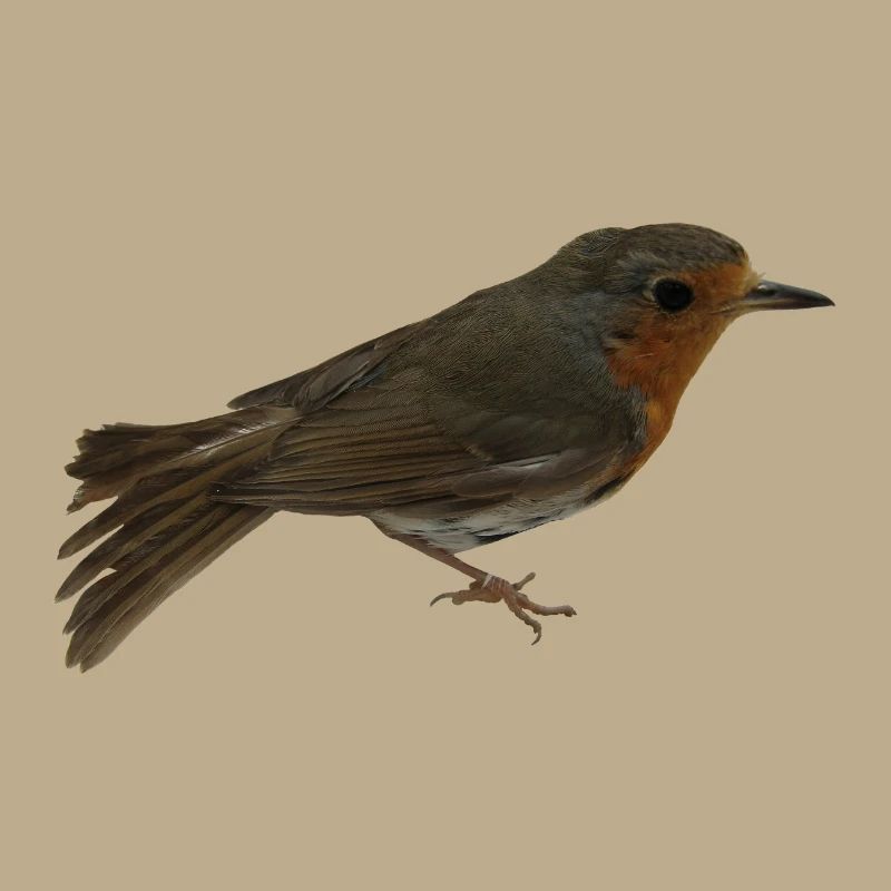 Robin