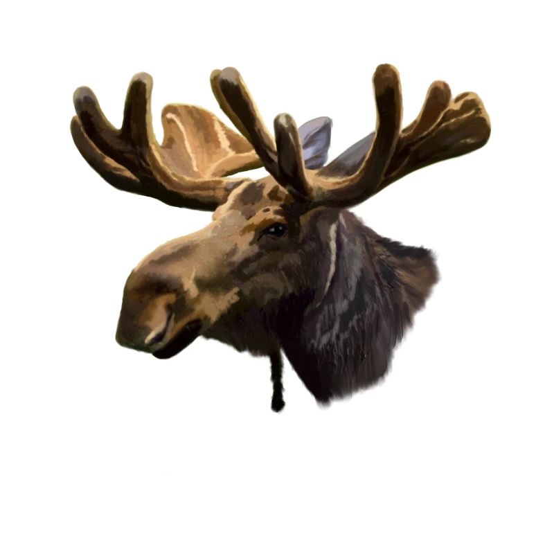 moose