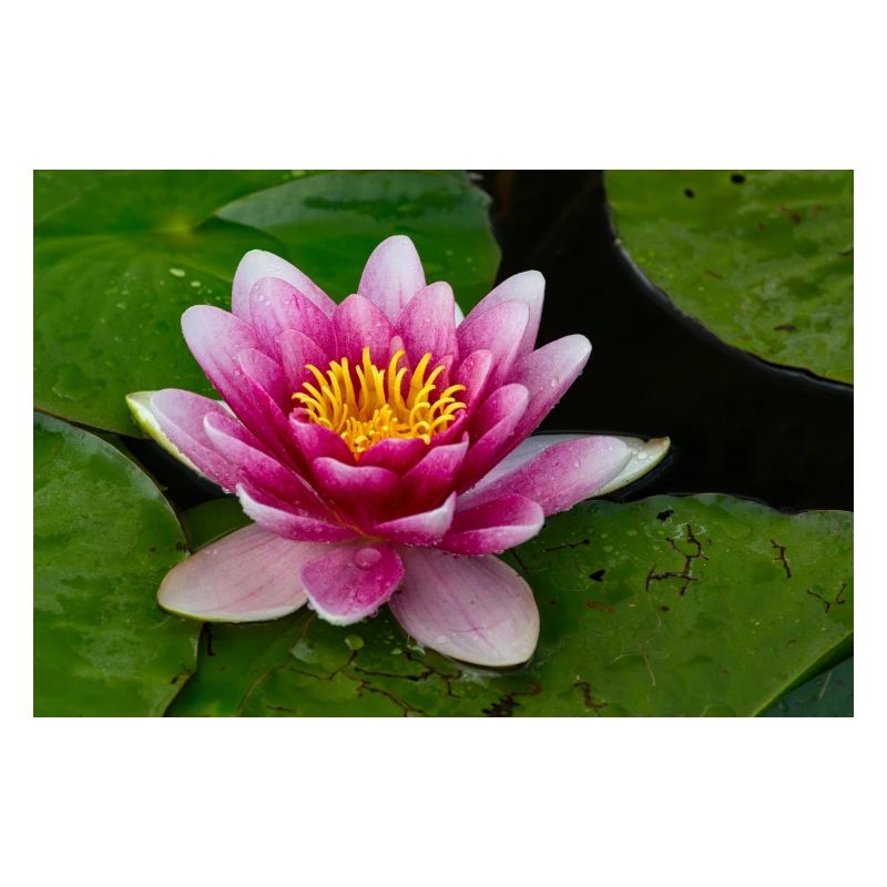 Nénuphar