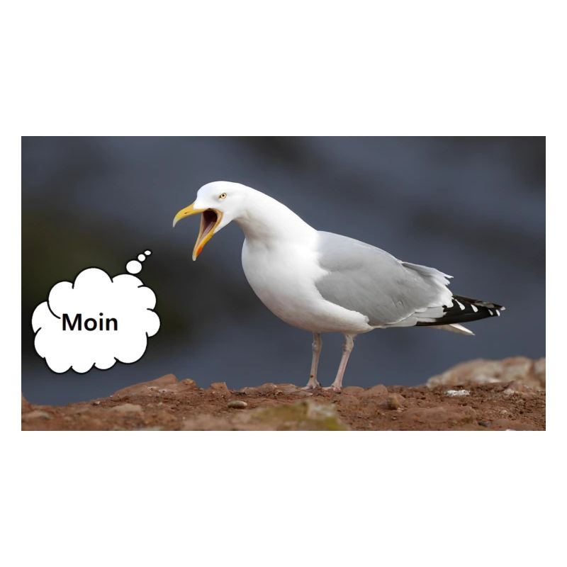 Moin Möwe