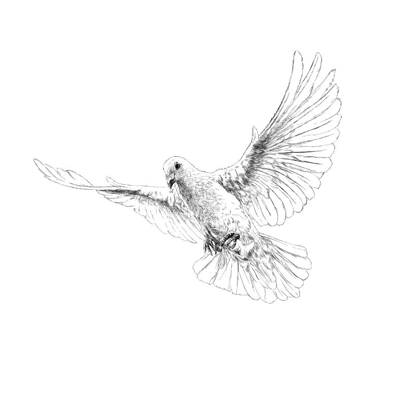 Dove
