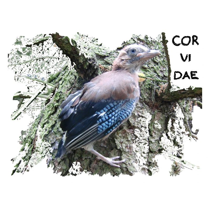 Eichelhäher Corvidae