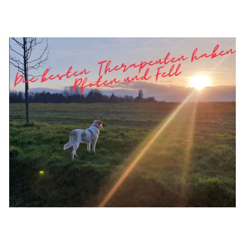 PfotenTherapie am Abendsonne