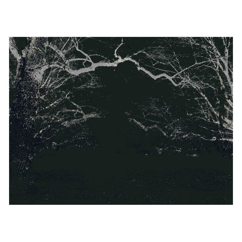 Night Forest Mirror Image
