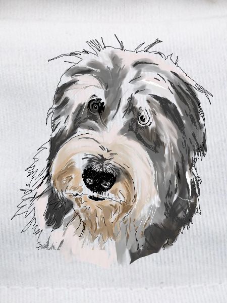 Bearded Collie