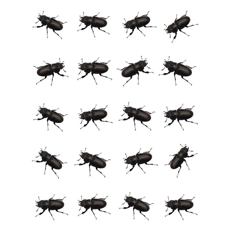 Stag Pattern