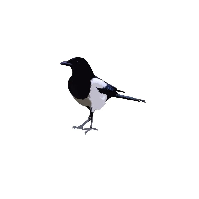 magpie
