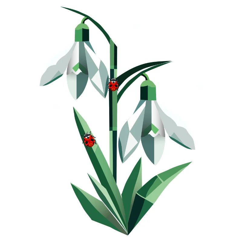 Zwei Schneeglöckchen mit Marienkäfern