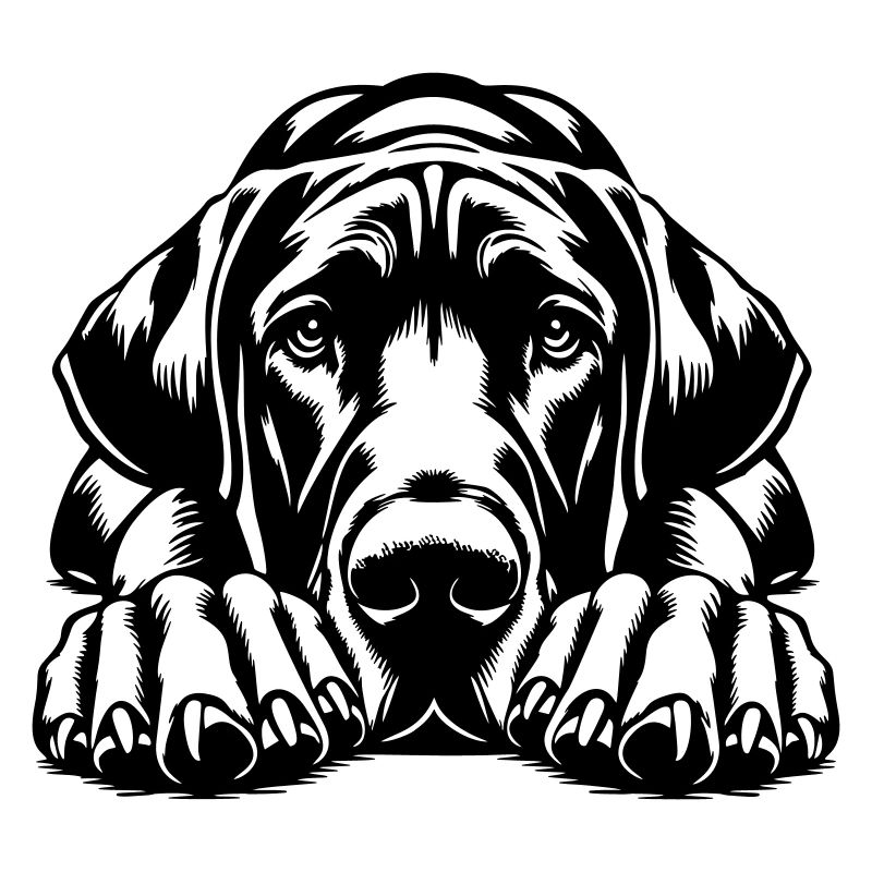 Dogue allemand