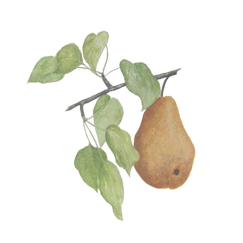 Fruit Pear