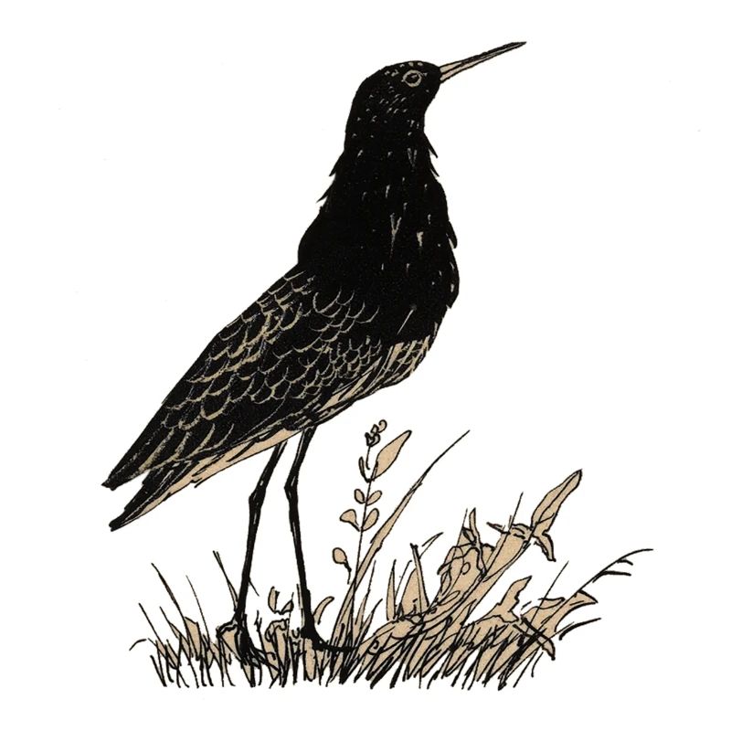Oiseau