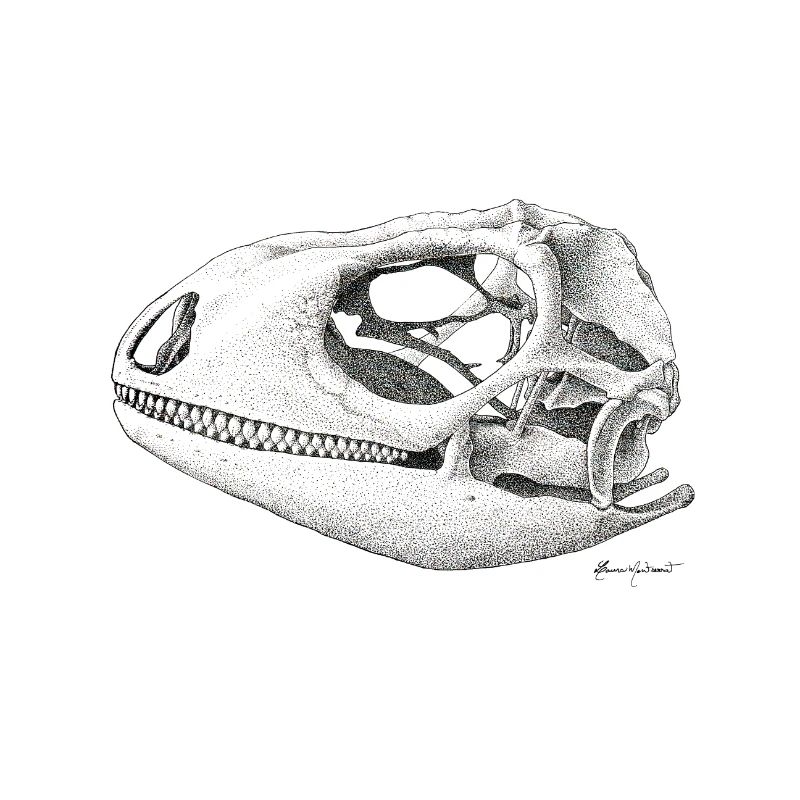 Teiú Lizard Skull - Encre