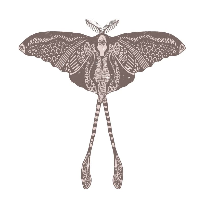 Papillon de lune chinois - Luna Moon Moth