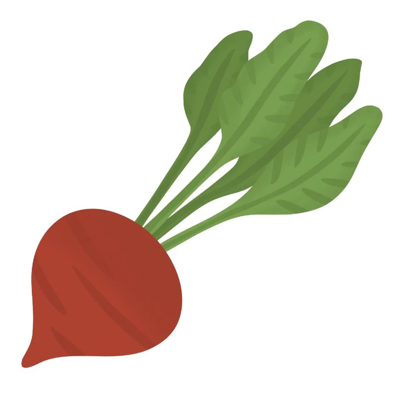 Beetroot Botanical Art