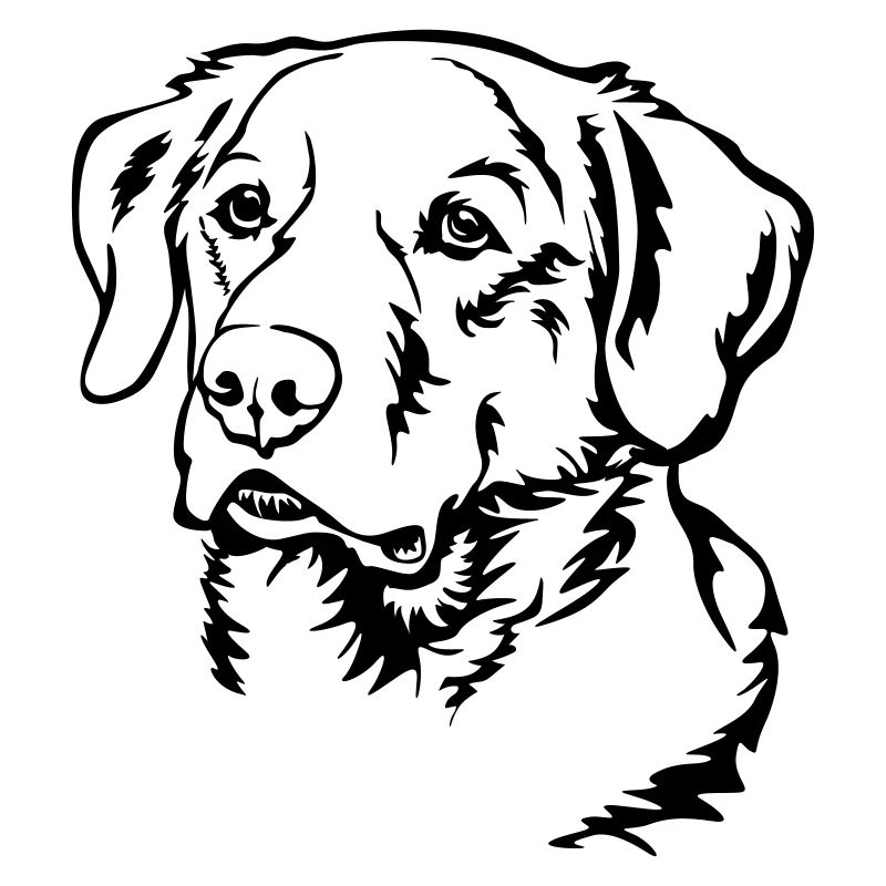 Labrador Kopf