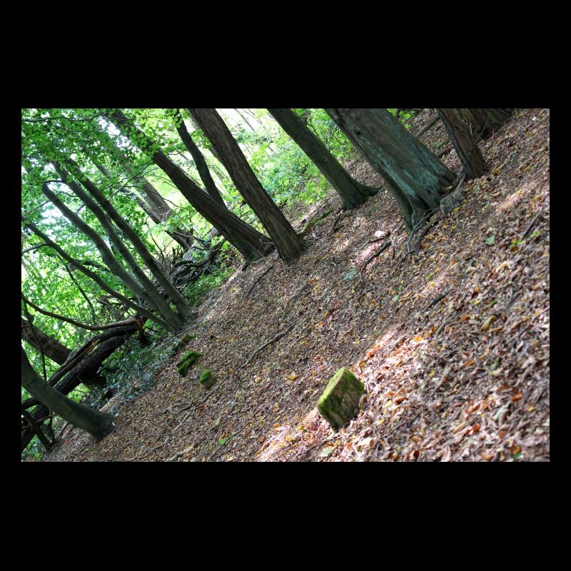 Forest Tree Trees Walk Nature Forester Poster