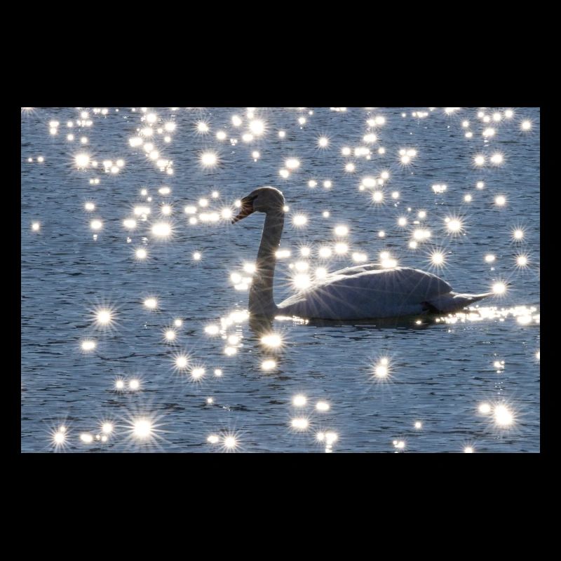 Cygne avec des étoiles de soleil